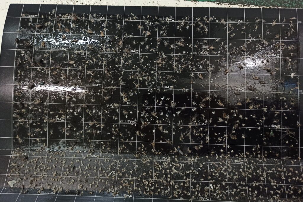 Captura de insectos.