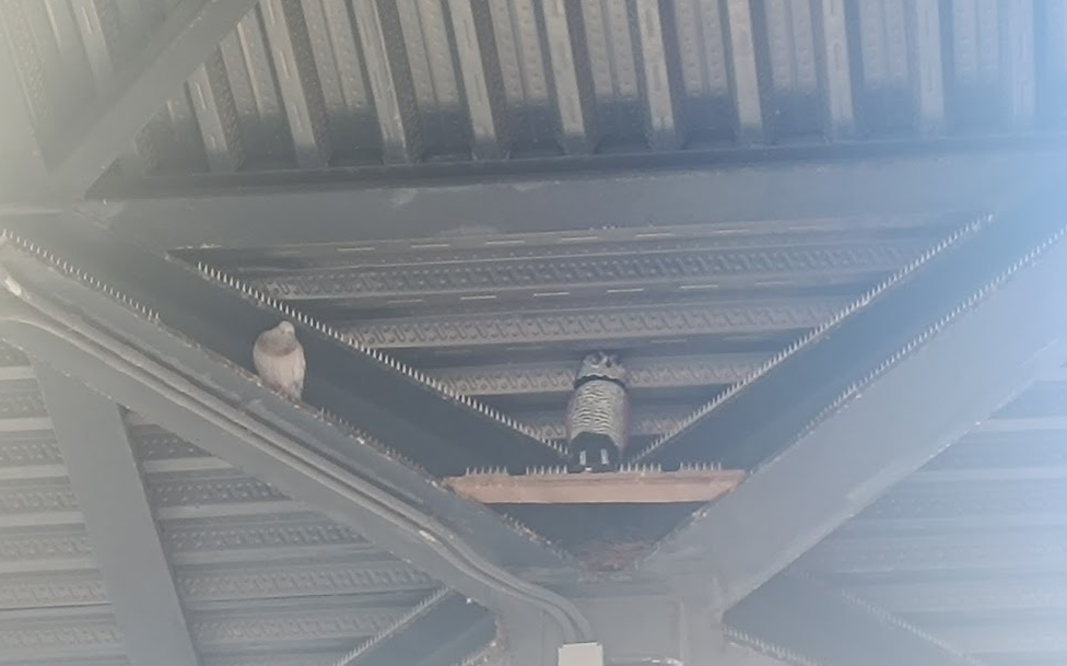 Biosval Redes anti palomas